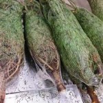 Christmas Tree Lot Insurance Christmas Tree Lot Insurance