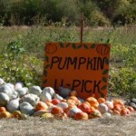 pumpkin-patch-insurance
